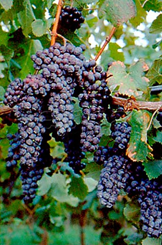 Merlot grapes in Blackstock Vineyard   near Dahlonega Georgia USA