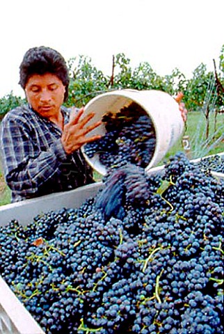Harvesting Merlot grapes at Blackstock   Vineyard near Dahlonega Georgia USA