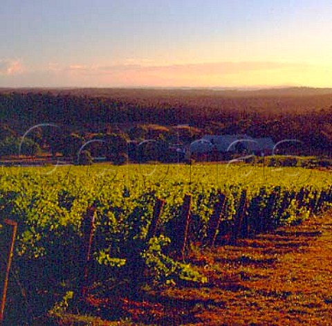 Sunrise over Pipers Brook winery and vineyard   Pipers Brook Tasmania Australia      Pipers River