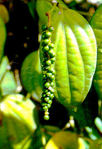 Peppercorns growing on the vine  Seychelles
