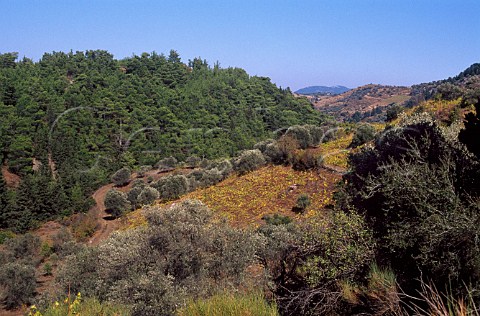 Vineyards and olive trees near Emponas   Rhodes Greece