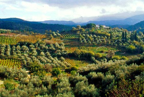 Vineyards and olive groves in the   Amari Valley Crete Greece