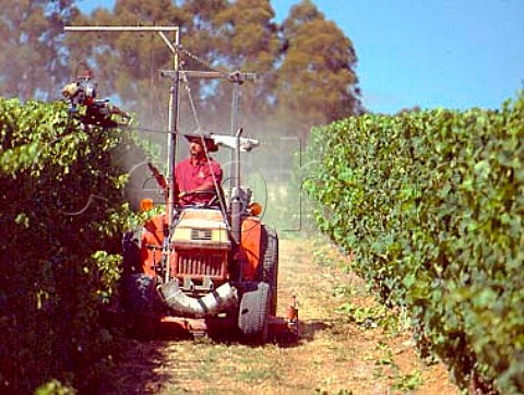 Michael Vishacki trimming Merlot vines  Panorama Vineyard near Huonville Tasmania   Australia   Huon Valley