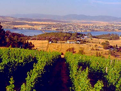 Laurel Bank Vineyard above the Derwent River   Granton Tasmania Australia   Derwent Valley