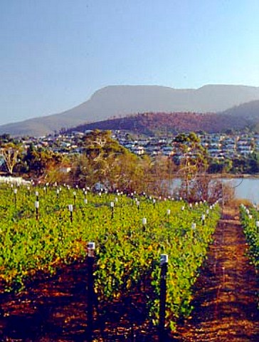 Moorilla Estate vineyard with Mount Wellington in   distance Hobart Tasmania Australia   Derwent Valley