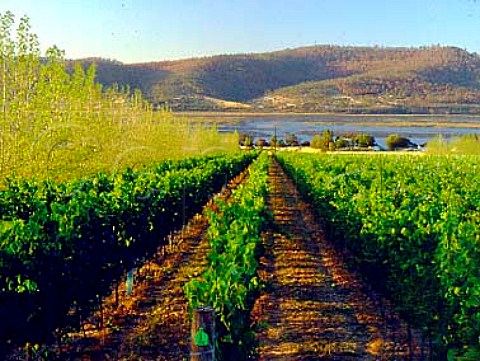 Vineyard of Stefano Lubiana above the River Derwent   with windbreak of trees   Granton Tasmania    Australia    Derwent Valley