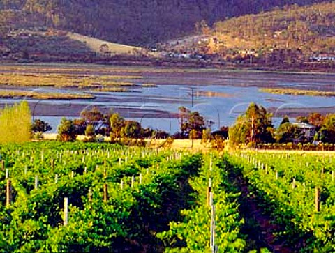 Vineyard of Stefano Lubiana above the River Derwent   Granton Tasmania  Australia    Derwent Valley