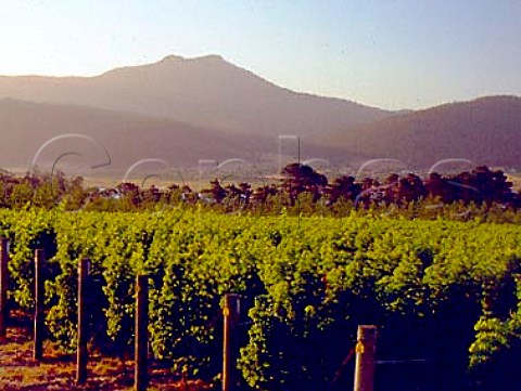 Vineyard of Stefano Lubiana Granton Tasmania   Australia    Derwent Valley