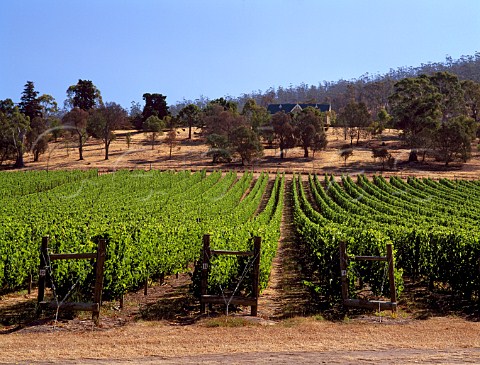 Vineyard of Craigow with the historic homestead on   the hill beyond Near Cambridge Tasmania   Australia  Coal River