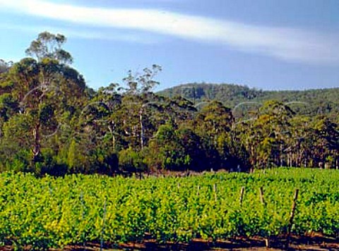 Apsley Gorge Vineyard Bicheno Tasmania Australia   East Coast
