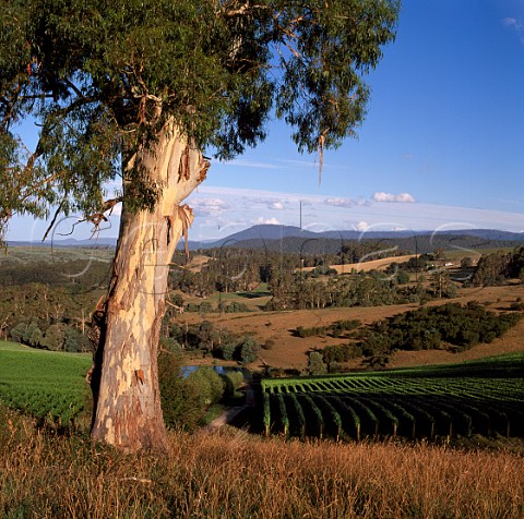 Clover Hill vineyards of Taltarni Pipers River   Tasmania Australia    Pipers River
