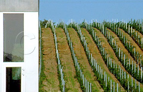 Weingut Pittnauer and vineyard Gols   Burgenland Austria Neusiedlersee