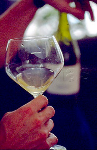 Glass Tiglat Chardonnay from   Weingut Velich Apetlon Burgenland    Austria Neusiedlersee