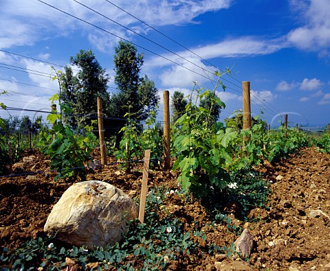 Merlot vines in the Ginestraio vineyard of   Ornellaia Bolgheri Tuscany Italy  Bolgheri