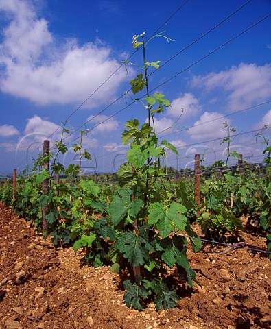 Merlot vines in the Ginestraio vineyard of  Tenuta dellOrnellaia Bolgheri Tuscany Italy  Bolgheri