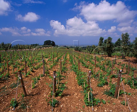 Cabernet Sauvignon vines in the Ginestraio vineyard   of Tenuta dellOrnellaia with the Tyrrhenian Sea visible in the   distance    Bolgheri Tuscany Italy   Bolgheri