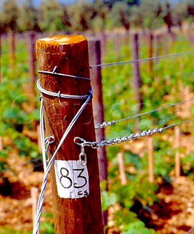 Strainer post in Cabernet Sauvignon vineyard of   Ornellaia Bolgheri Tuscany Italy
