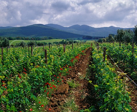 Poppies in Cabernet Sauvignon vineyard of Ornellaia Bolgheri Tuscany Italy   Bolgheri
