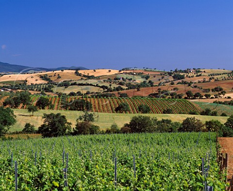 Vineyard on the Val delle Rose estate of Cecchi   near Grosseto Tuscany Italy   Morellino di Scansano