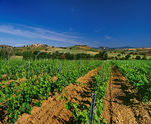 Vineyard on the Val delle Rose estate of Cecchi near Grosseto Tuscany Italy   Morellino di Scansano