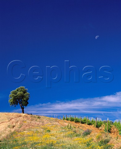 Vineyard and tree with moon on the Val delle Rose estate of Cecchi Grosseto Tuscany Italy Morellino di Scansano