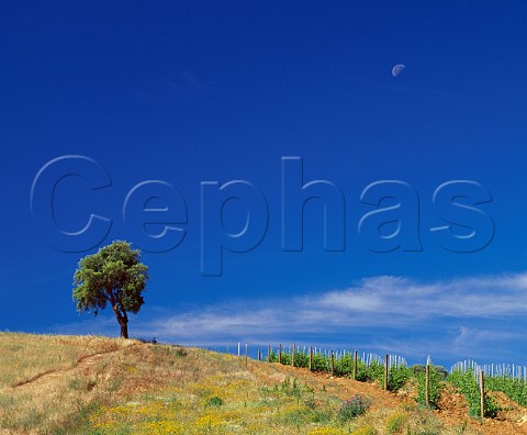 Vineyard and tree on the Val delle Rose estate of Cecchi Grosseto Tuscany Italy   Morellino di Scansano