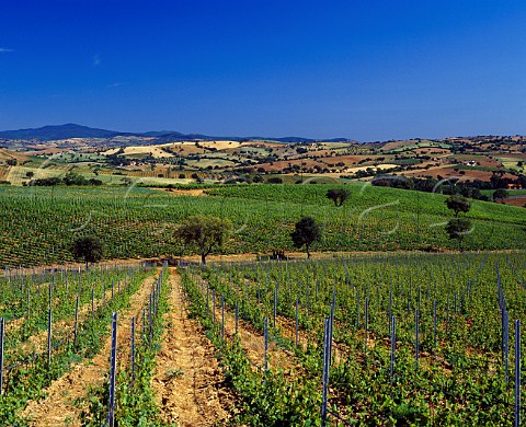 Vineyards on the Val delle Rose estate of Cecchi   near Grosseto Tuscany Italy   Morellino di Scansano