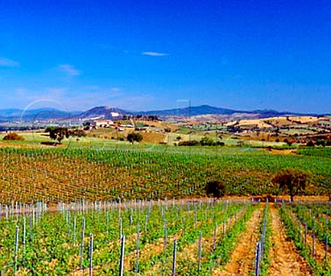 Vineyards on the Val delle Rose estate of Cecchi   near Grosseto Tuscany Italy   Morellino di Scansano
