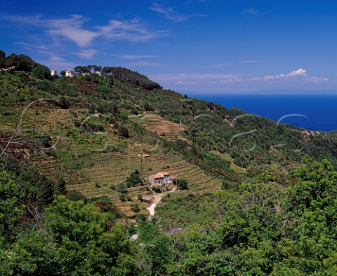 Terraced vineyards below Marciana on the island of   Elba Tuscany Italy
