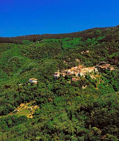 Small terraced vineyard below Poggio near Marciana    on the island of Elba Tuscany Italy