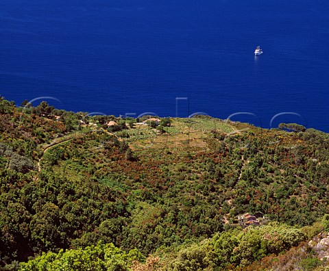 Small vineyards on the coast near Marciana Marina   on the island of Elba Tuscany Italy