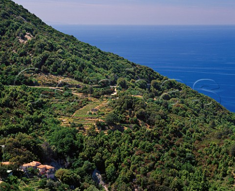 Small terraced vineyards above the coast near Marciana Marina on the island of Elba   Tuscany Italy