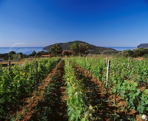 Vineyard near the coast at Lacona on the island of Elba Tuscany Italy