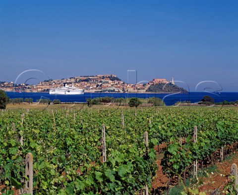 Vineyard of Tenuta La Chiusa on the coast opposite   the port of Portoferrio on the island of Elba   Tuscany Italy