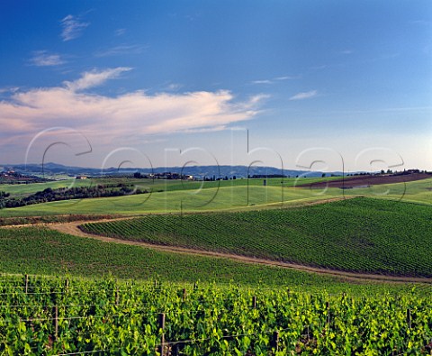 Vineyards on the Castel Giocondo estate of  Frescobaldi near Montalcino Tuscany Italy