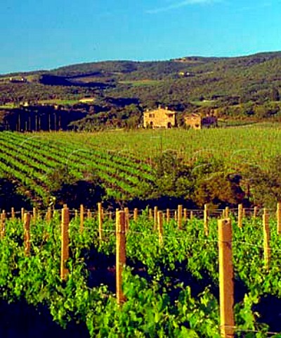 Vineyard of Villa Banfi at Tavernelle   Tuscany Italy     Brunello di Montalcino
