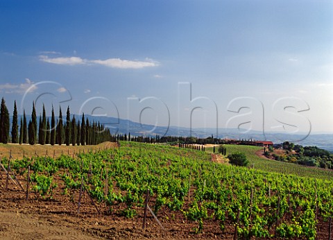 Vineyard of Poggio Antico Montalcino Tuscany Italy Brunello di Montalcino