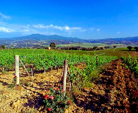 Vineyard near Castelnuovo dell Abate with   Monte Amiata in the distance   Tuscany Italy  Brunello di Montalcino