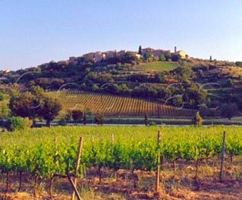 Vineyards below the hilltop town of   Castelnuovo dell Abate Tuscany Italy   Brunello di Montalcino