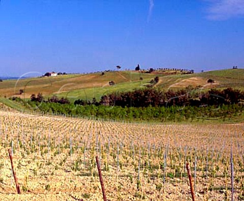 Young vines in Vigneto Manotorta of Fattoria del   Cerro near Argiano Tuscany Italy  Vino Nobile di Montepulciano