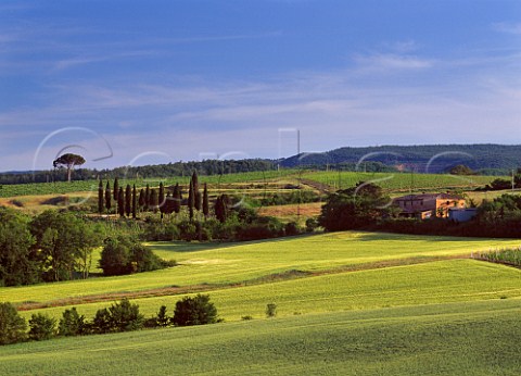 Vineyards and barley fields near Montepulciano Tuscany Italy   Vino Nobile di Montepulciano