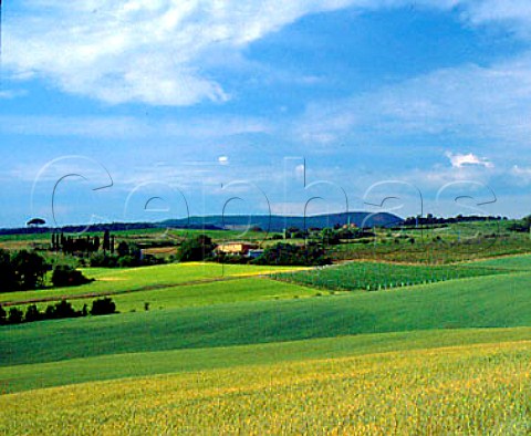 Vineyards and barley fields near Montepulciano   Tuscany Italy   Vino Nobile di Montepulciano