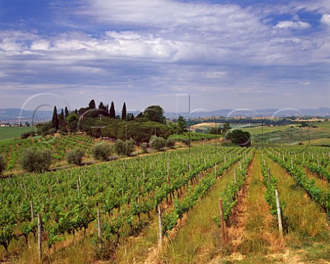 Vineyard of Tenuta Trerose near Valiano Tuscany Italy Vino Nobile di Montepulciano