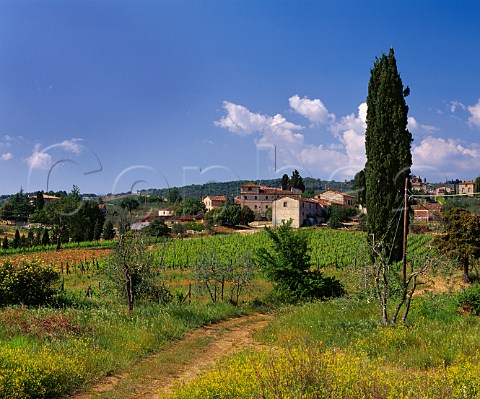 Vineyard of Badia a Coltibuono at Monti in Chianti Tuscany Italy Chianti Classico