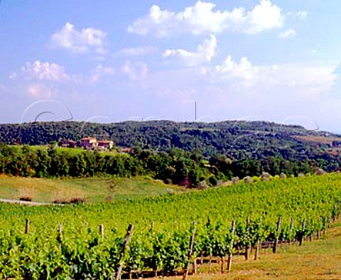 Vineyards of Villa Arceno Tenuta di Arceno   near Castelnuovo Berardenga Tuscany Italy           Chianti Classico