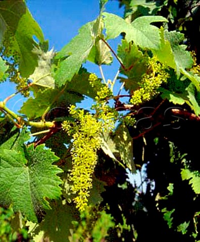 Vine flowering in vineyard of Querciabella   near Greve in Chianti Tuscany Italy     Chianti Classico