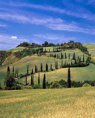 Twisty road lined with cypress trees through barley   field near Chianciano Terme Tuscany Italy