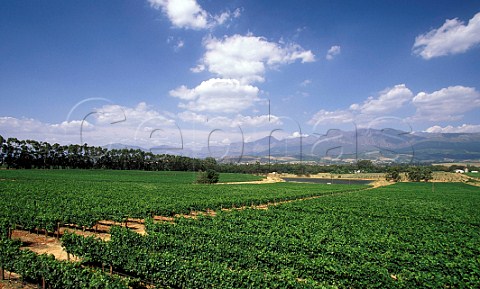 Vineyard of Veenwouden Paarl South Africa