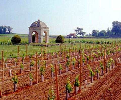 New vineyard of Chteau de Barbe Villeneuve   Gironde France   Ctes de Bourg  Bordeaux