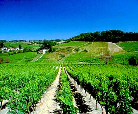 Vineyards of Chteau Canon StMicheldeFronsac   beyond Gironde France  CanonFronsac  Bordeaux